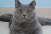 酷猫电影网站,全方位观影体验-功能与优化解析