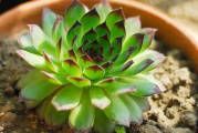 【珍稀植物探秘】肉观音莲：濒临灭绝的绿色瑰宝
